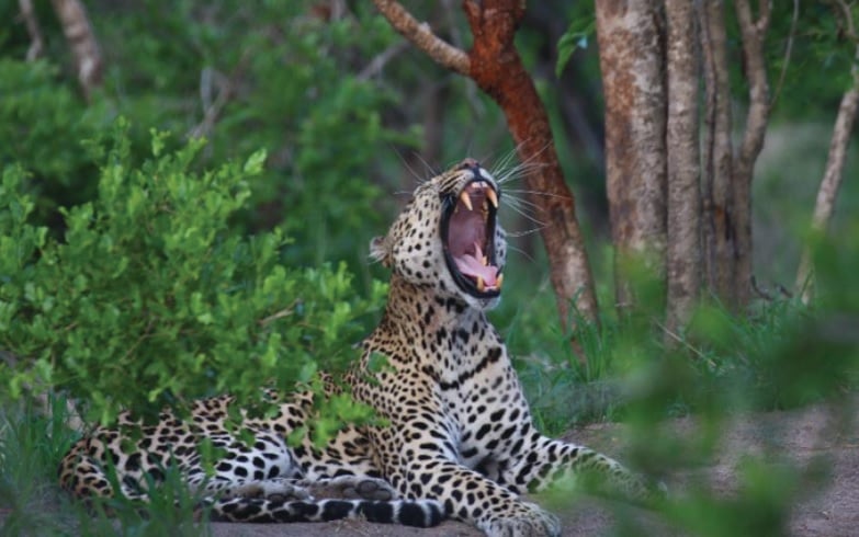 Hoyo Hoyo Safari Lodge 3 night Fly in Package